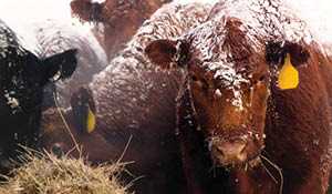 Cattle producer frustrated with PDAP rules